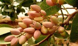 پیش بینی برداشت بیش از ۴۰ تن پسته در استان همدان